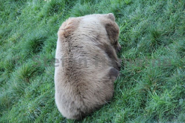 Braunbär