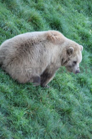 Braunbär