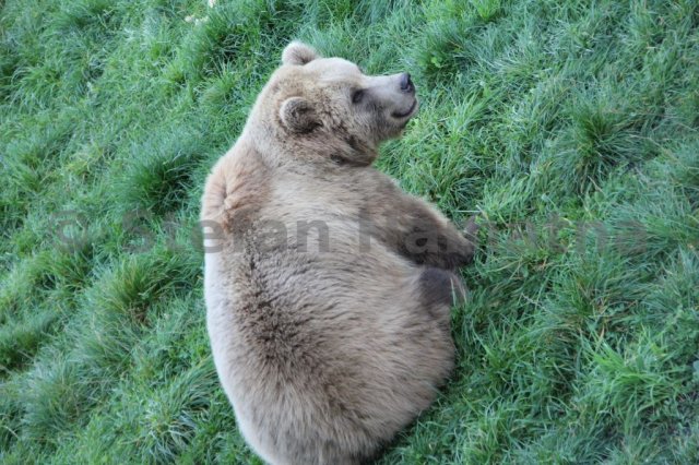 Braunbär