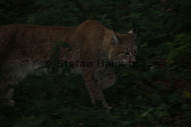 Luchs
