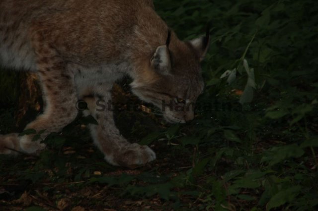 Luchs