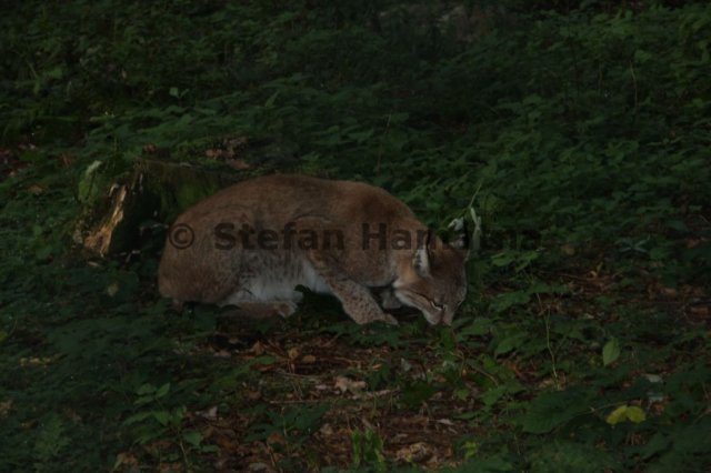 Luchs