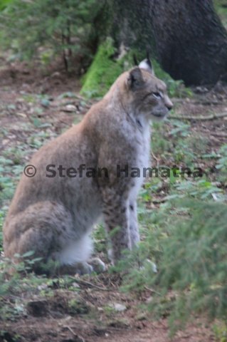 Luchs