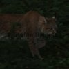 Luchs