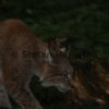 Luchs