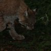 Luchs
