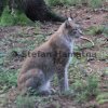 Luchs