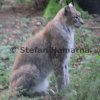 Luchs