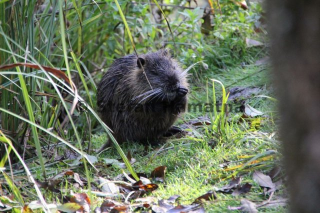 Nutria