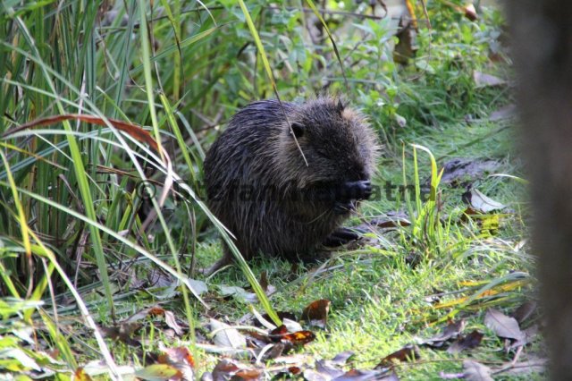 Nutria