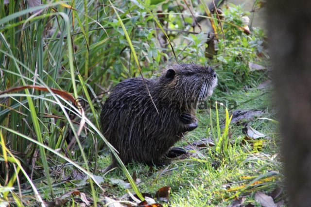 Nutria
