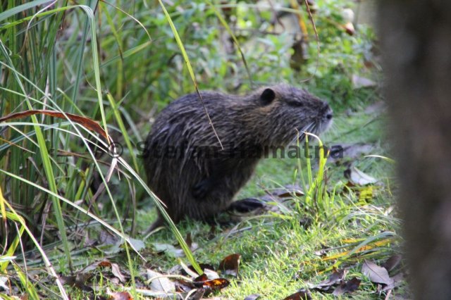 Nutria