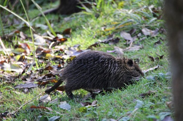 Nutria