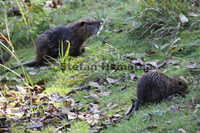 Nutria