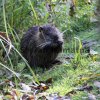 Nutria