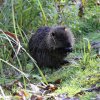 Nutria