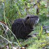 Nutria