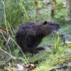 Nutria