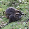 Nutria