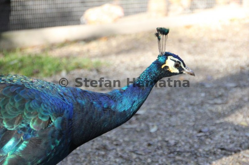 Pfau