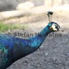 Pfau