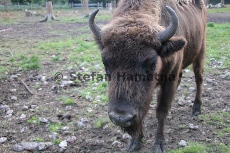 Wisent