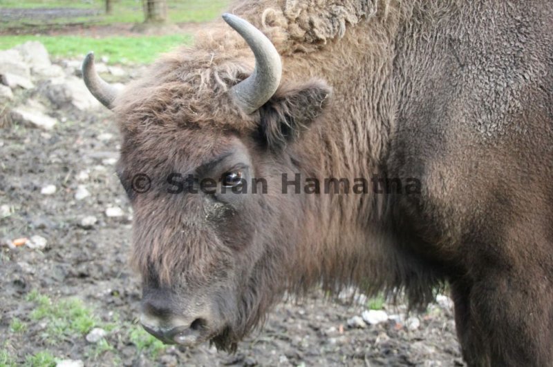 Wisent