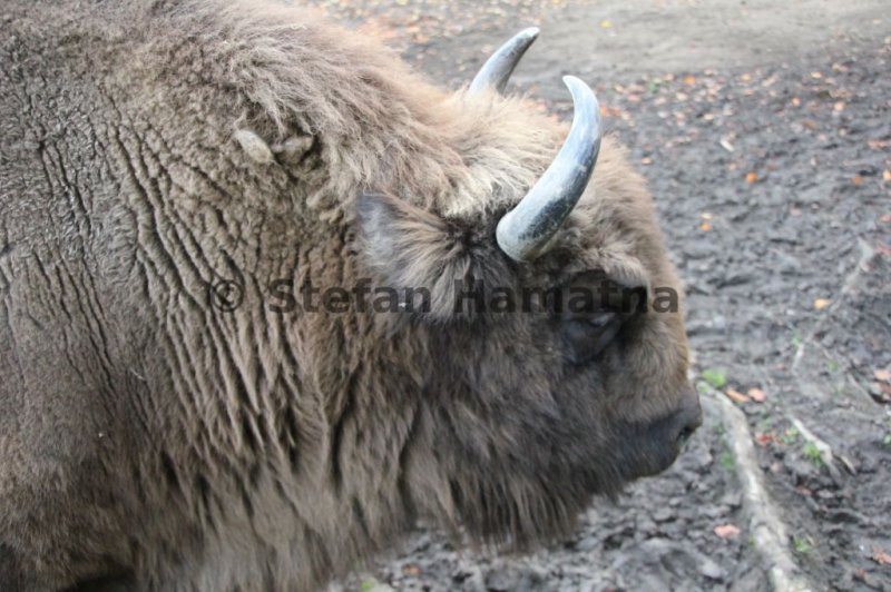 Wisent