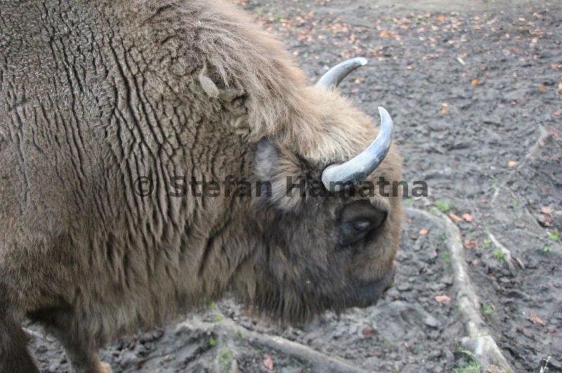 Wisent