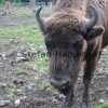 Wisent