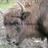 Wisent
