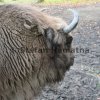 Wisent