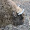 Wisent